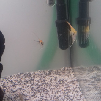 aquariophile jos-lagersie