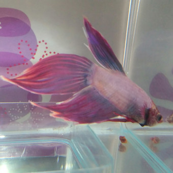 aquariophile Combattant27