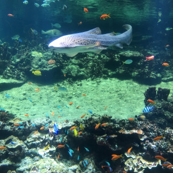 aquariophile marie-miskokomon-chippewas