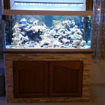 aquariophile sidonie