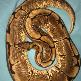 aquariophile Jules_183