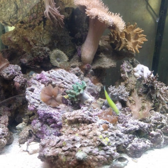 aquariophile fabrice-minichoune