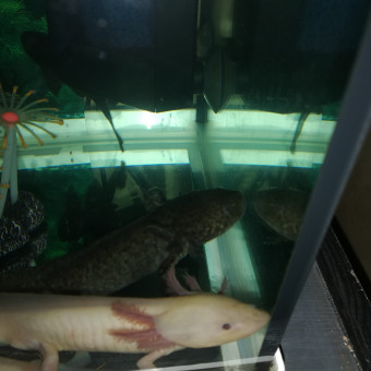 aquariophile anais50