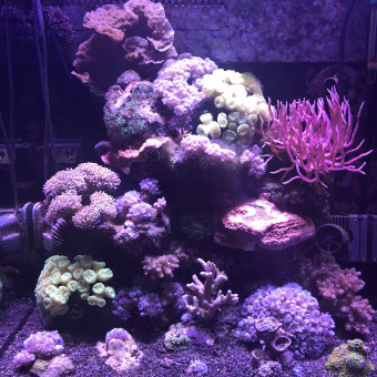 aquariophile Jonathan78