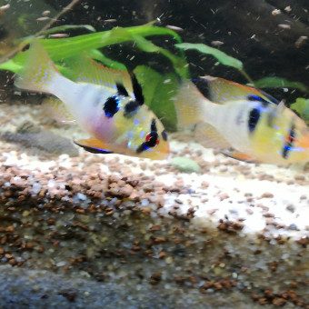 aquariophile Aquanaturel82