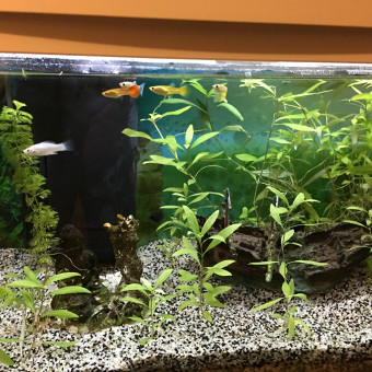 aquariophile John74