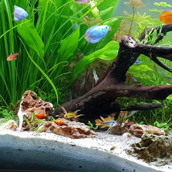 aquariophile d-cybele