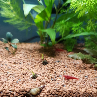 aquariophile Milyzayanorth