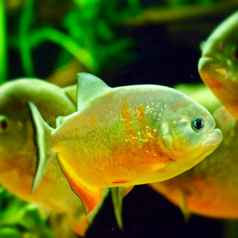 aquariophile andy-dissous