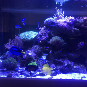 aquariophile Benj-16