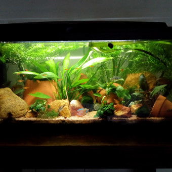 aquariophile Moon37