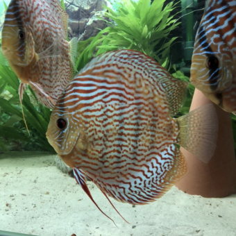 aquariophile Nykow972