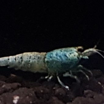 aquariophile Vicky