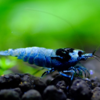 aquariophile Shadowshrimp