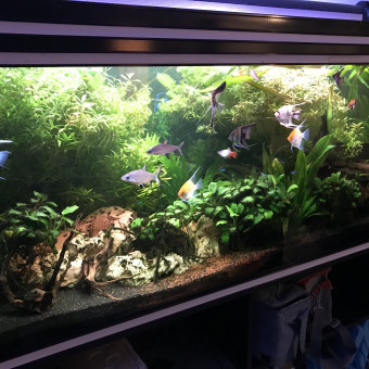 aquariophile Jonath21