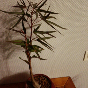 aquariophile Moulinrqgn