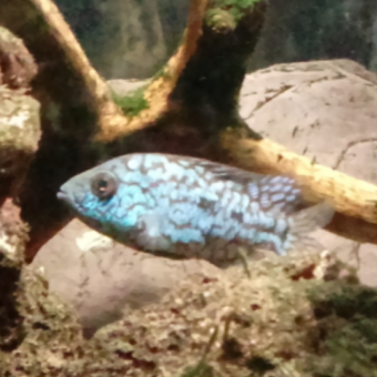 aquariophile bertrand-cuffel