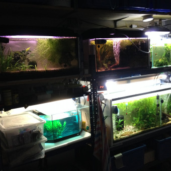 aquariophile joelzenderaqua