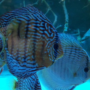 aquariophile dupas-severine