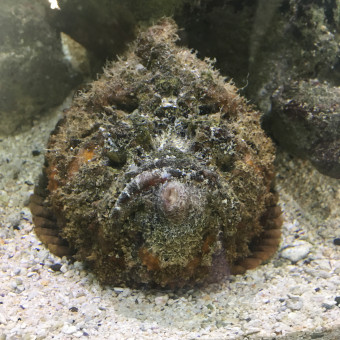 aquariophile Lionel06130