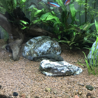 aquariophile quentin-pnt
