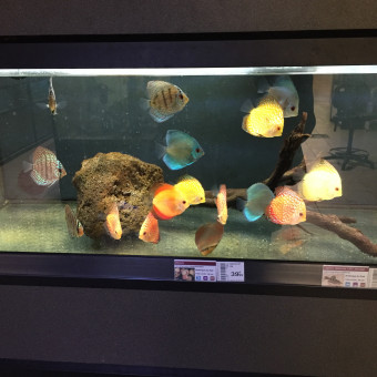 aquariophile remy-remy