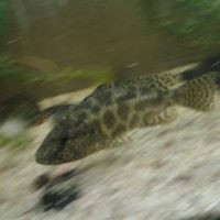 aquariophile matheo-jetloup-poulain