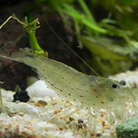 aquariophile lod-plouf