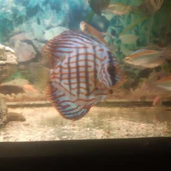 aquariophile Julien450litre