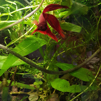 aquariophile mihalcea