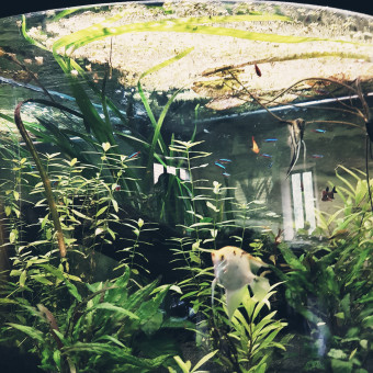 aquariophile emilie-monier