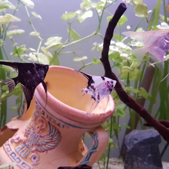 aquariophile willy