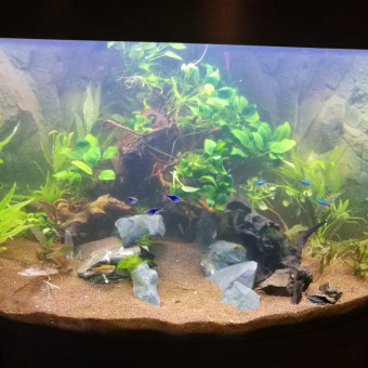 aquariophile dimitryyyy