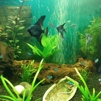 aquariophile coco67