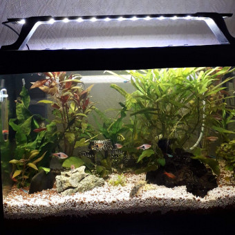 aquariophile moma-lade