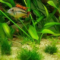 aquariophile kevin-kevin