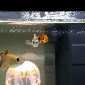 aquariophile Chris50100