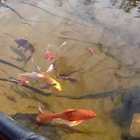 aquariophile david-bourmault