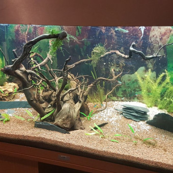 aquariophile Julien45