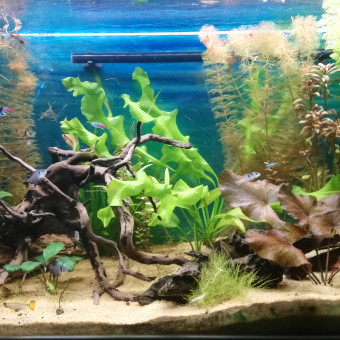 aquariophile Whorgs
