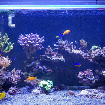 aquariophile julien-reef