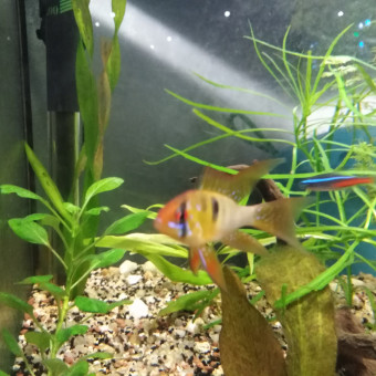 aquariophile melany-sauger