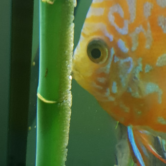 aquariophile Psg54