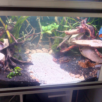 aquariophile cyrille-forni