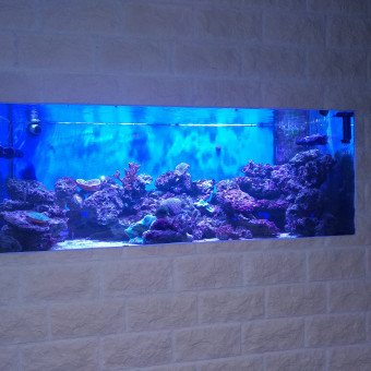 aquariophile Nemo16130