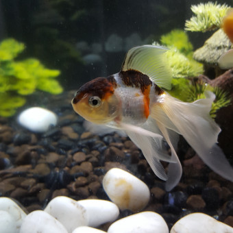 aquariophile clara-2609