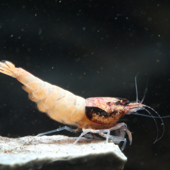 aquariophile eric2591