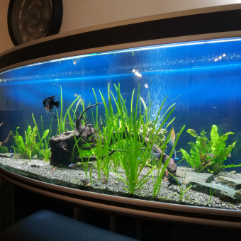 aquariophile gaetan-moricet