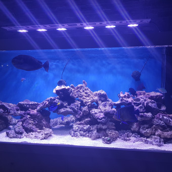 aquariophile maxime-bichon