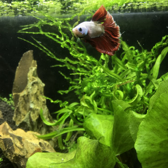 aquariophile came31